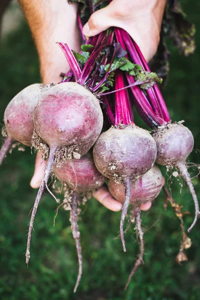 Çiftçi bir demet taze hasat beetroots ve Bahçe bir kürek tutan eldiven eller