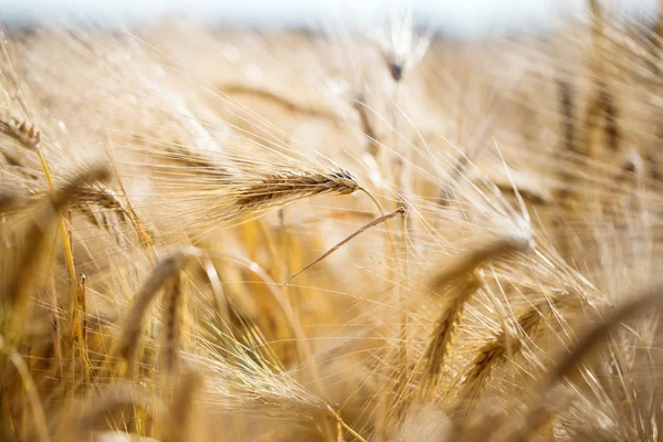 Goldenes Gerstenfeld und sonniger Tag — Stockfoto