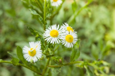 arka plan ile kır çiçekleri