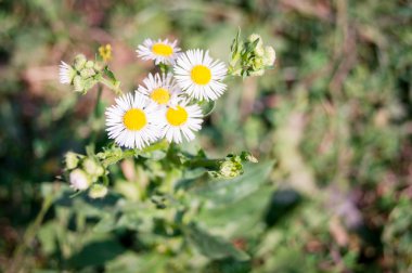 arka plan ile kır çiçekleri