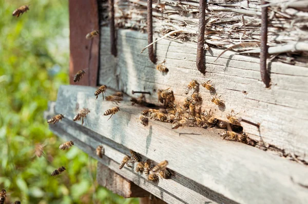 Honey bees swarming and flying around their beehive — Stock Photo, Image