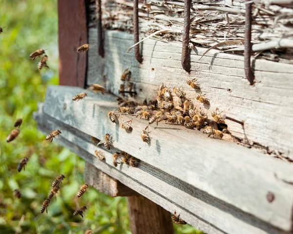 Arı kovanlarının etrafında uçuşan bal arıları. — Stok fotoğraf