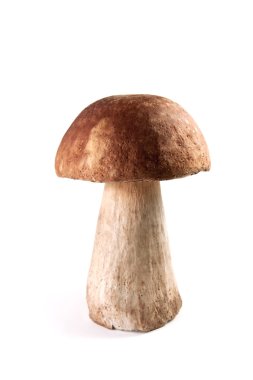 Beyaz arka plan üzerinde izole cep mantar (Boletus mantarı),