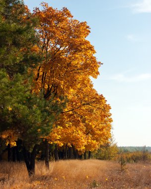 Parkta güzel ağaç çayır