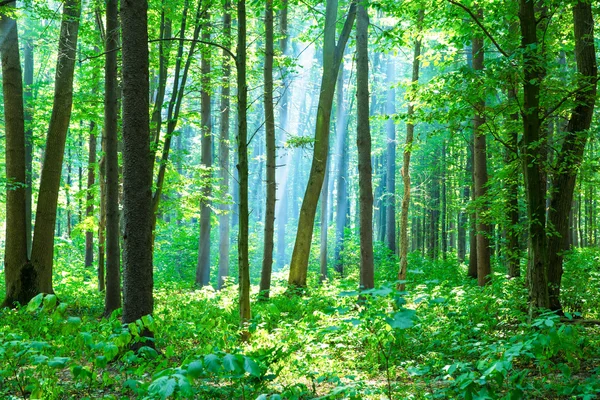 Green forest — Stock Photo, Image