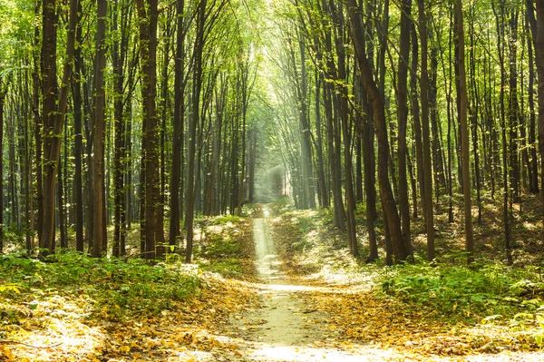 Forest — Stock Photo, Image