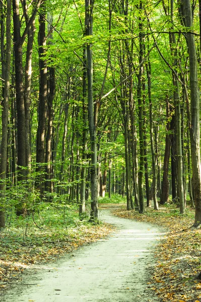 Green forest — Stock Photo, Image