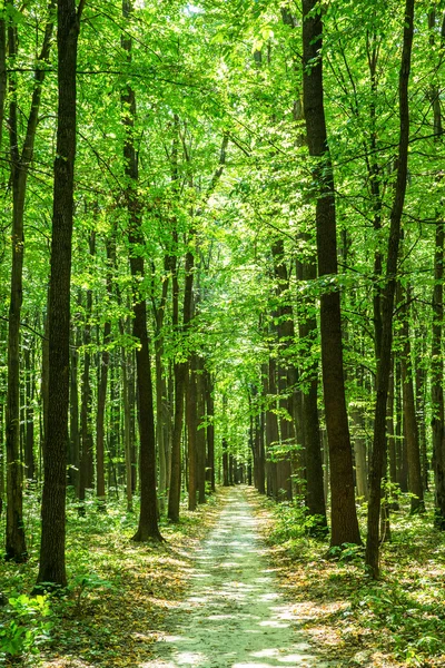 Bosque verde — Foto de Stock