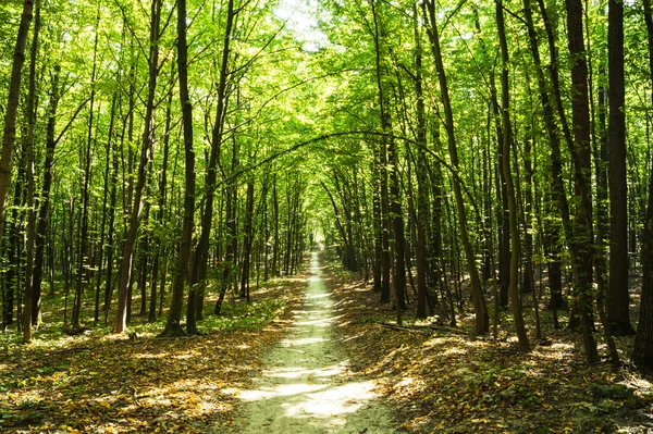 Bosque — Foto de Stock