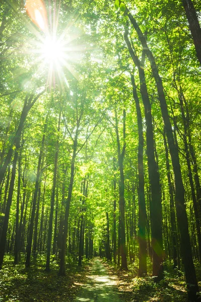 Bosque — Foto de Stock