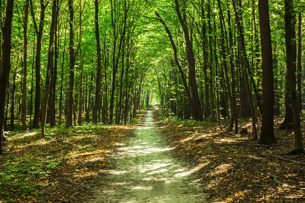 Forest — Stock Photo, Image