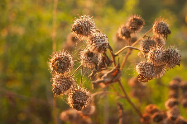 Vintage foto di fiori al tramonto — Foto Stock