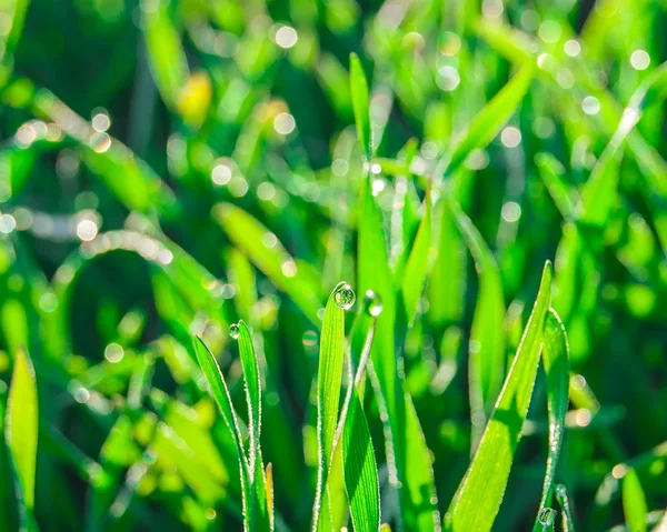 Mjuka gröna gräset bakgrund — Stockfoto