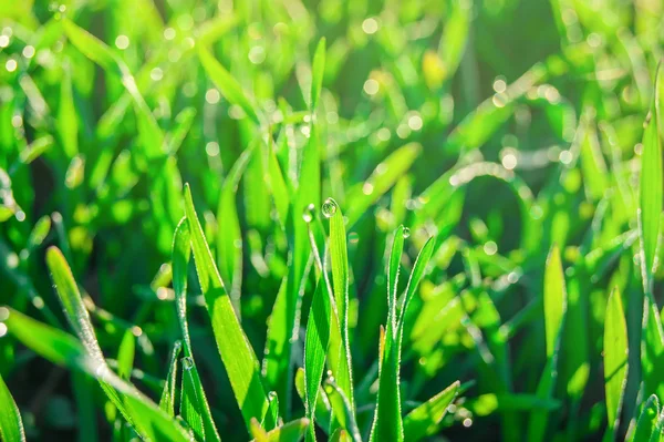 Mjuka gröna gräset bakgrund — Stockfoto