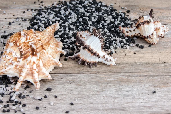 Seashells on a wooden background — Stock Photo, Image