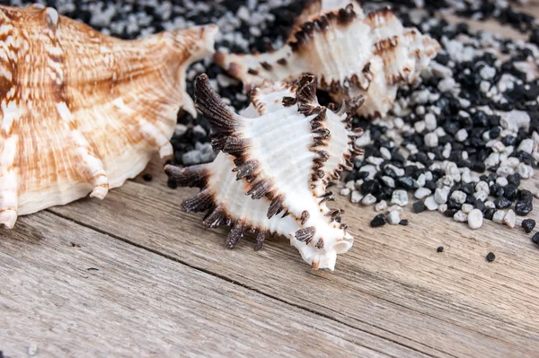 Seashells on a wooden background — Stock Photo, Image