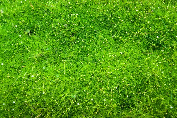 Grüner Moos-Hintergrund aus nächster Nähe — Stockfoto