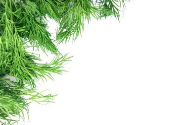 Beyaz arkaplanda taze dereotu