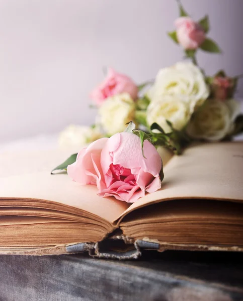 açık bir eski kitap üzerinde pembe Gül