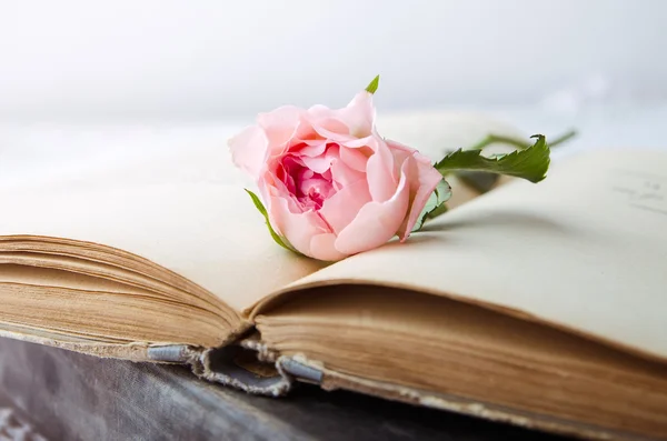 Pink rose on an open old book — Stock Photo, Image