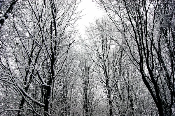 Vinterskog — Stockfoto