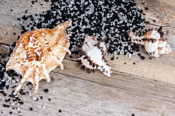 Seashells on a wooden background — Stock Photo, Image
