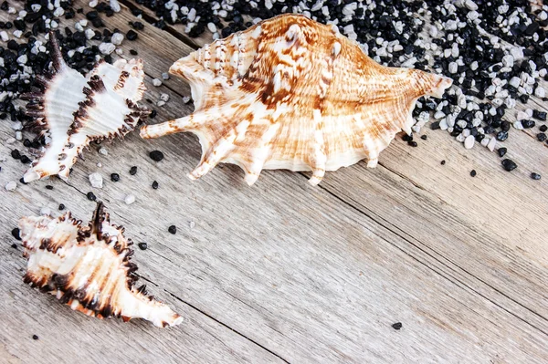 Seashells on a wooden background — Stock Photo, Image