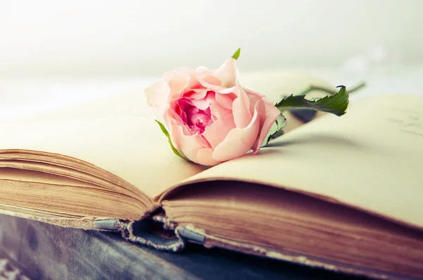 Pink rose on an open old book — Stock Photo, Image