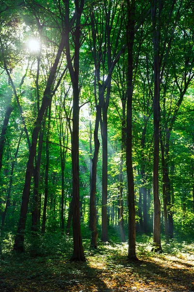 Hermoso bosque verde — Foto de Stock