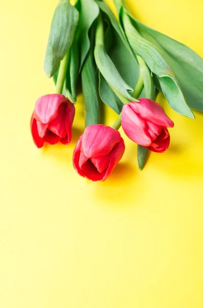 Tulipanes rosados sobre un fondo amarillo — Foto de Stock