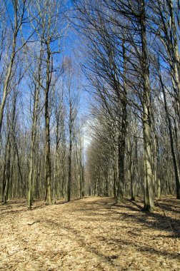 Bahar orman mavi gökyüzü ile