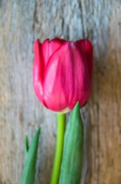 Tulip på en trä yta. Studiofotografering. — Stockfoto