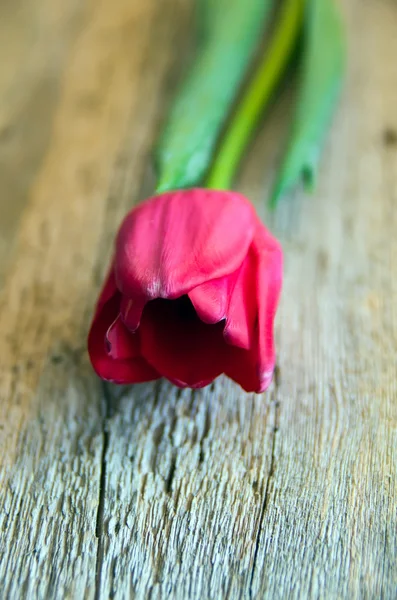 Tulip on a wooden surface. Studio photography. — Stock Photo, Image