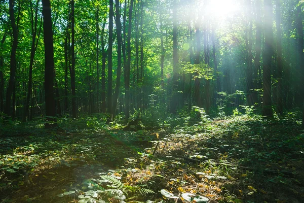 Beautiful green forest — Stock Photo, Image