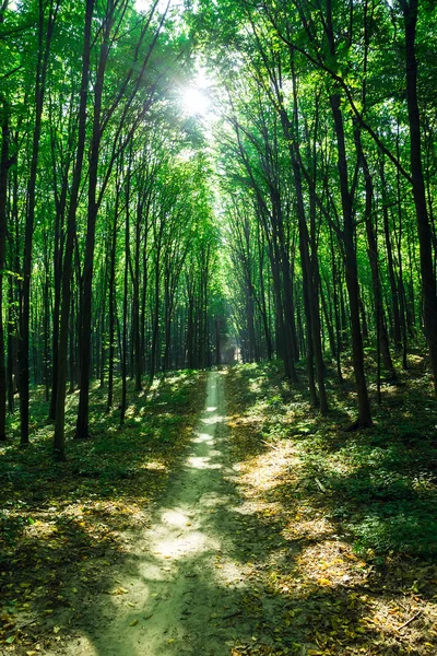 Hermoso bosque verde — Foto de Stock