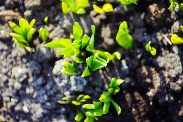 Macro vista del germoglio che cresce da seme, concetto primaverile — Foto Stock