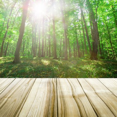 Ahşap plakalar kat ile yeşil ormanda güzel güneş ışığı