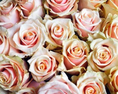 parlak pembe Gül arka plan