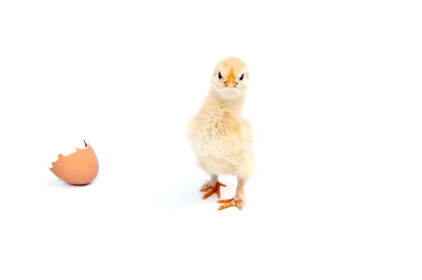 Hermosa gallinita, huevo y cáscara de huevo aislados en la blanca — Foto de Stock