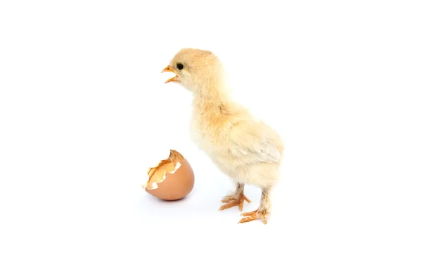 Hermosa gallinita, huevo y cáscara de huevo aislados en la blanca — Foto de Stock