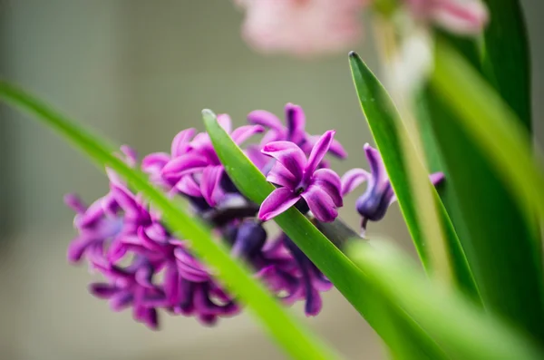 Purpurhyazinthen im Garten — Stockfoto