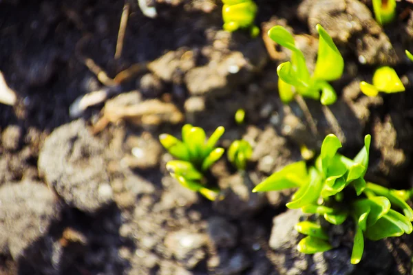 Macro vista del germoglio che cresce da seme, concetto primaverile — Foto Stock