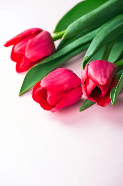 Tulipanes sobre fondo rosa — Foto de Stock
