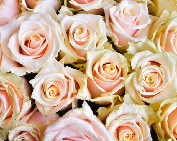 Bright pink roses background — Stock Photo, Image