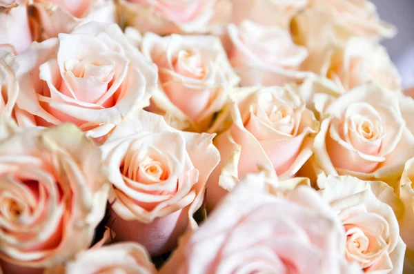 Ljusa rosa rosor bakgrund — Stockfoto