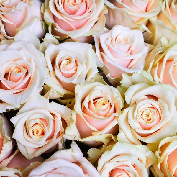 Helder roze rozen achtergrond — Stockfoto