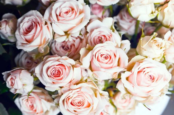 Helder roze rozen achtergrond — Stockfoto
