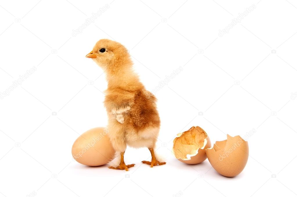 beautiful little chicken, egg and eggshell isolated on the white