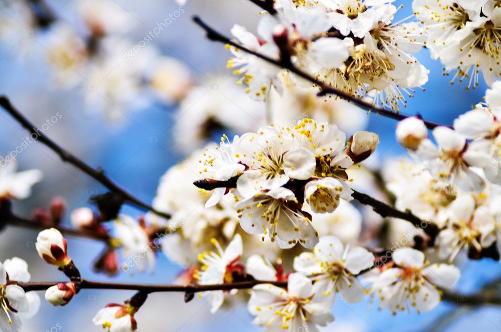White apricot flowers with blue sky background