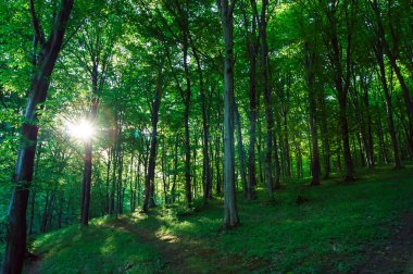Güneş ışığıyla güzel yeşil orman